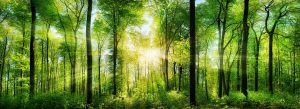 Wald mit Sonnenstrahlen - Zuversicht nach Fehlgeburt