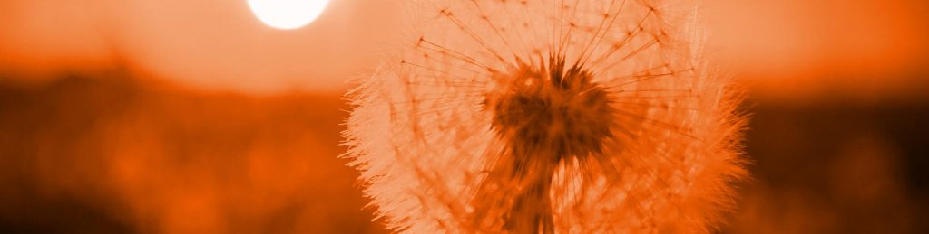 AMH-Wert niedrig. Was bedeutet das?