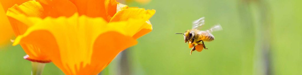 Kinderwunschberatung Berlin und Online